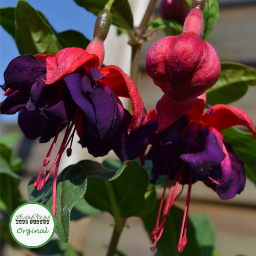 Buy Trailing Fuchsia Voodoo plugs online Babyplants
