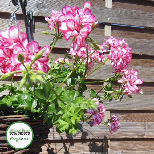 Buy Trailing Geranium Mexicana plugs online Babyplants