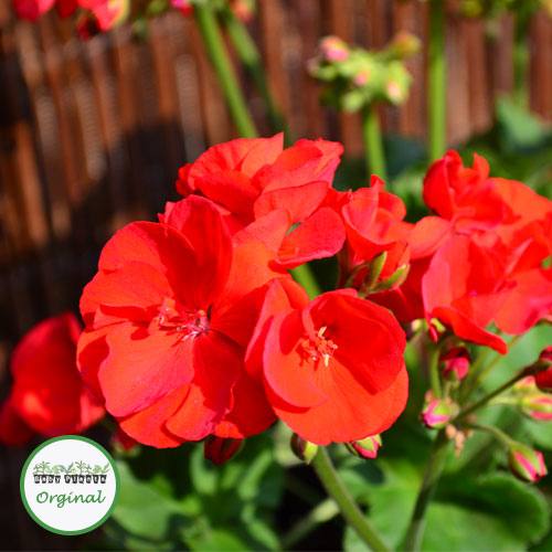 Buy Upright Geranium Octavia Hill plugs online Babyplants