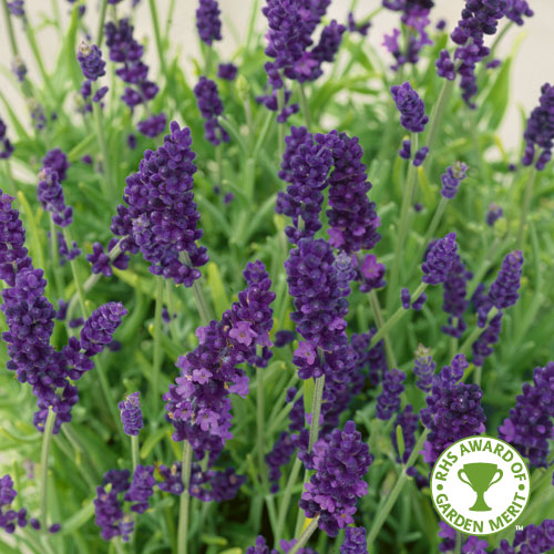 Lavender Hidcote Plug Plants Lavender Plant
