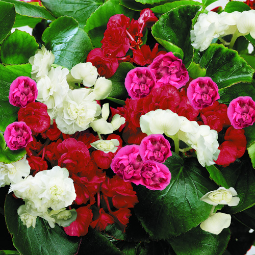 Buy Begonia Semperflorens miniplugs online Babyplants