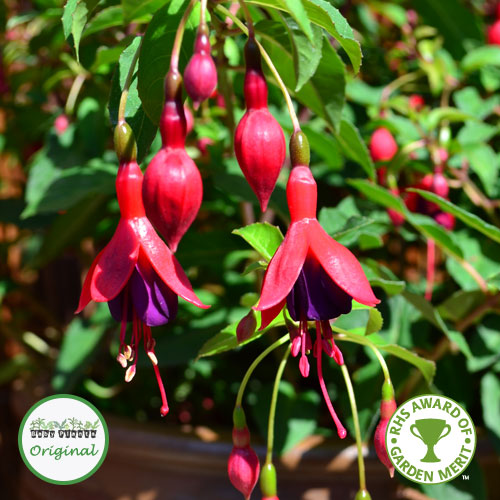 Buy Hardy Fuchsia Mrs Popple plugs online Babyplants