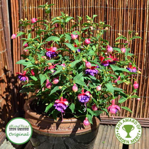 Image Result For Shade Plants For Containers Image Result For Shade Plants For Containers