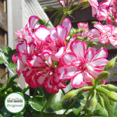 Buy Trailing Geranium Mexicana plugs online Babyplants