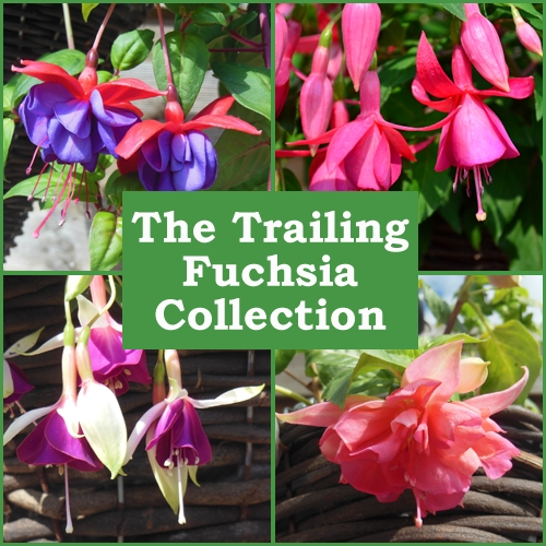 Plug Plants Trailing Fuchsia Mix Pack of 6 Babyplants
