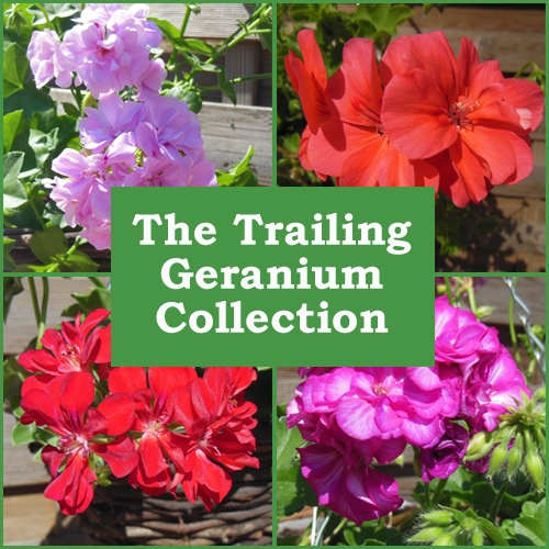 Plug Plants Trailing Geranium Collection of 6 Babyplants