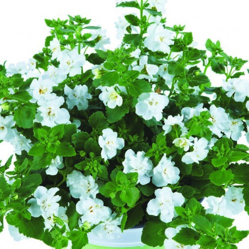 Buy Bacopa Baristo® Double White Plug Plants online Babyplants