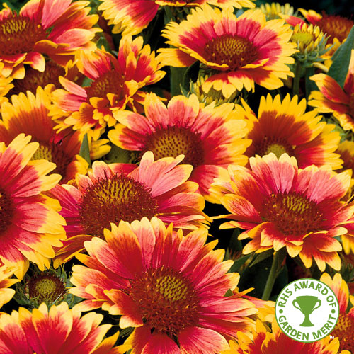 Buy Gaillardia plug plants online - Babyplants