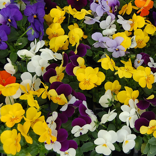 Viola F1 Mix Buy Viola Bedding Plants Online Babyplants