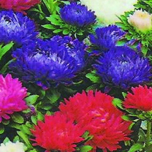 Buy Aster miniplugs online Babyplants