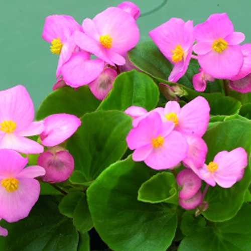 Buy Begonia Semperflorens miniplugs online Babyplants