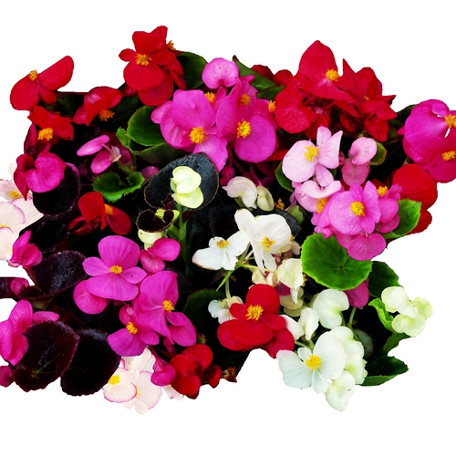 Buy Begonia Semperflorens miniplugs online Babyplants