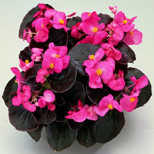 Buy Begonia Semperflorens miniplugs online Babyplants