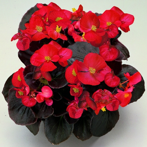 Buy Begonia Semperflorens miniplugs online Babyplants