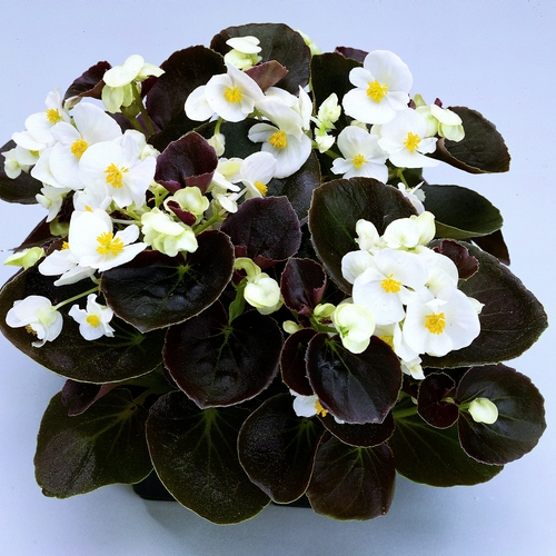 Buy Begonia Semperflorens miniplugs online Babyplants