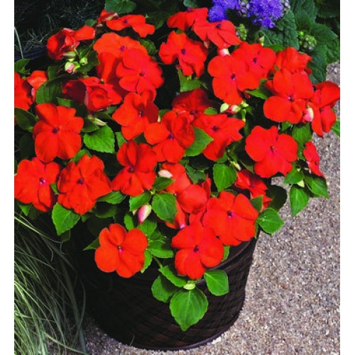 Buy Impatiens miniplugs online Babyplants