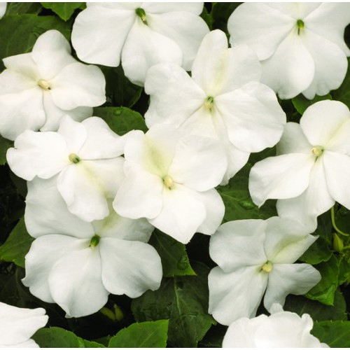 Buy Impatiens mini-plugs online - Babyplants