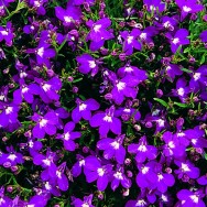 Lobelia Mini Plug Plants | Buy Lobelia Plugs | Babyplants