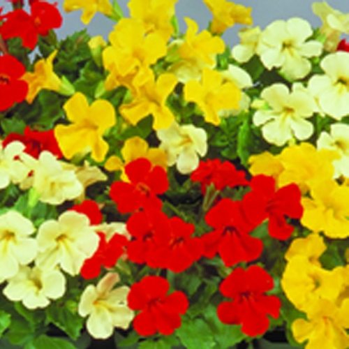 Buy Mimulus Mystic Mixed miniplugs Babyplants