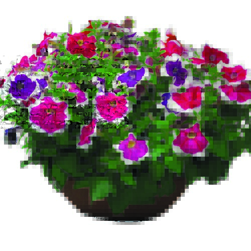 Buy Petunia miniplugs online Babyplants