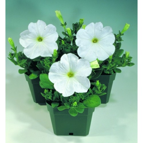 Buy Petunia miniplugs online Babyplants