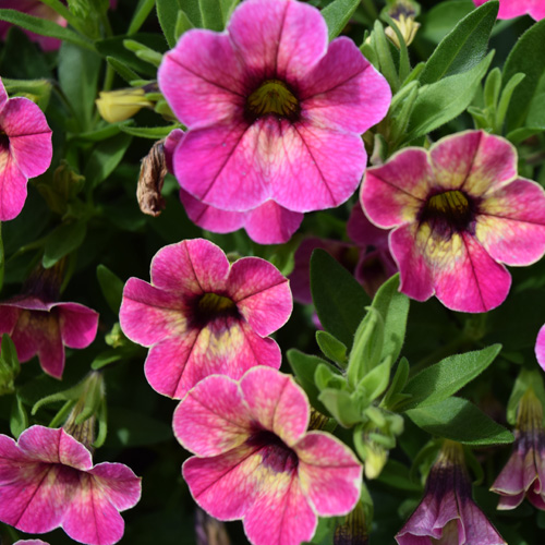 Buy Calibrachoa Calita® Special Pink Vanilla plugs online - Babyplants