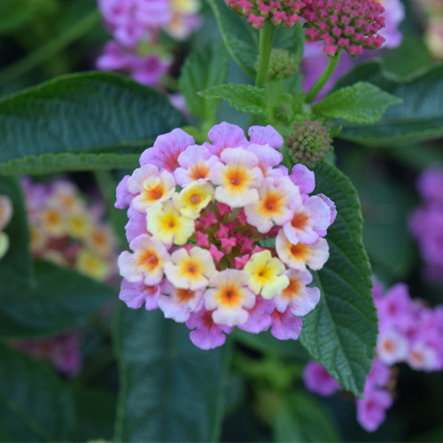 Buy Lantana Esperanta Pink plugs online - Babyplants