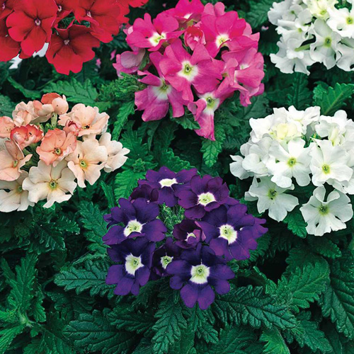 Buy Verbena miniplugs online Babyplants