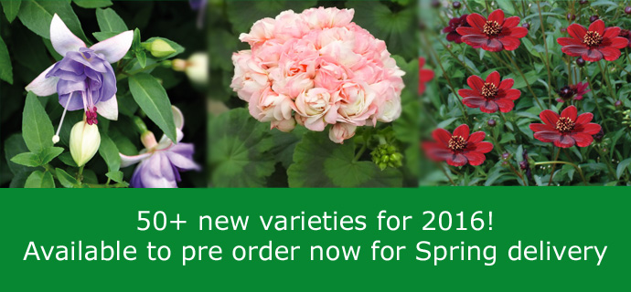 Spring 2016 Plug Plants Available to Pre Order Now