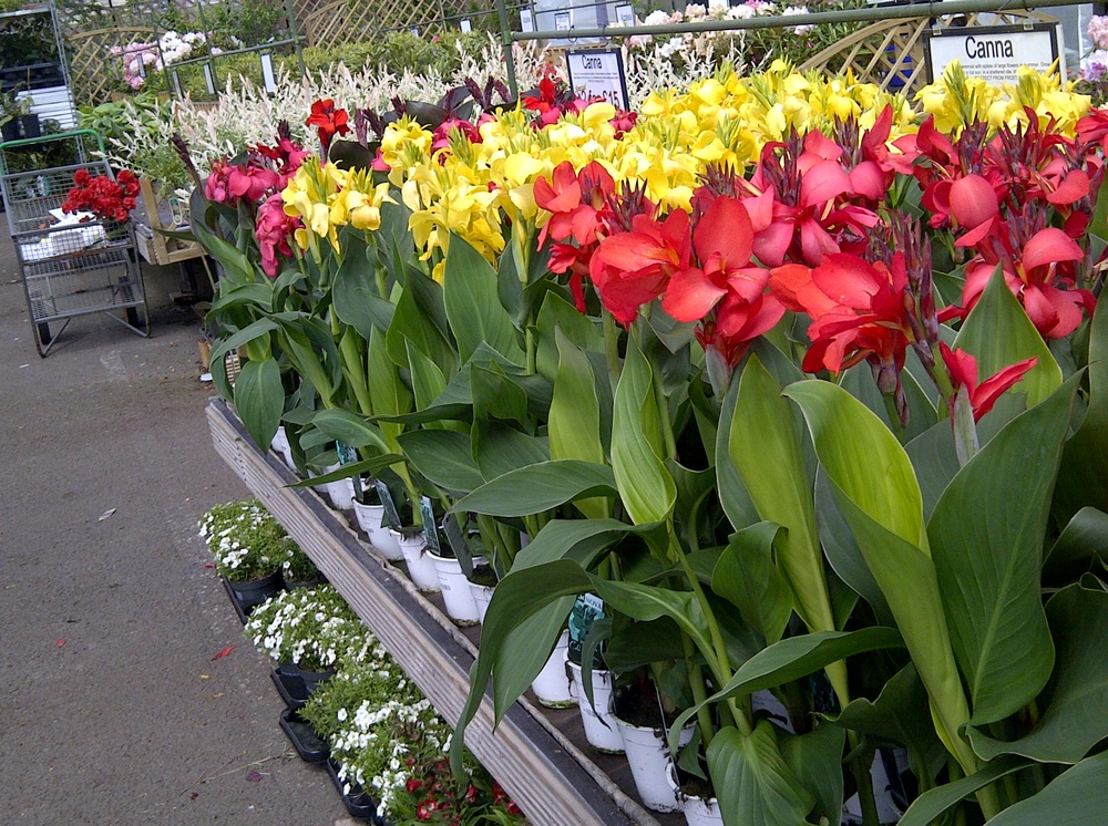 Flowering plants