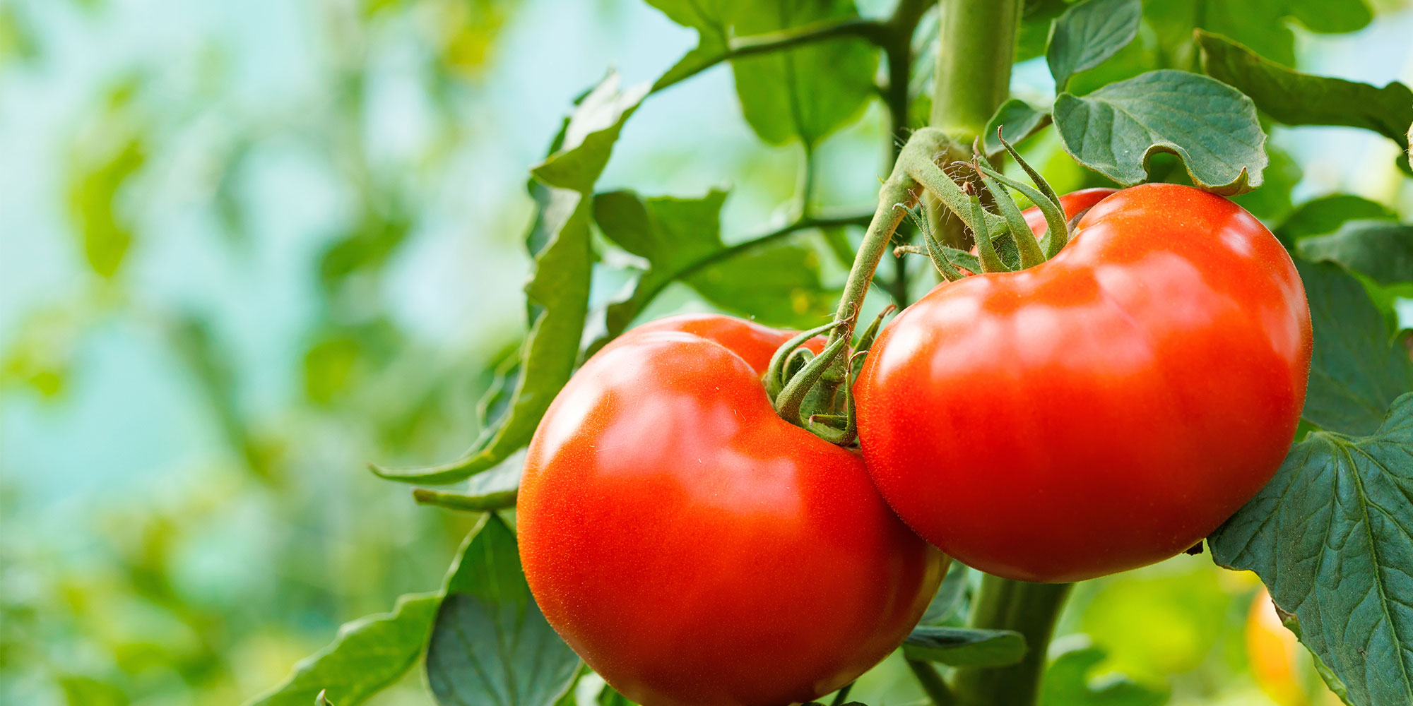 How to Grow Tomatoes - Seeds or Plants | Watering, Distances & FAQs