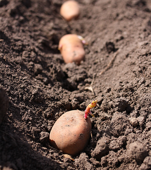 Grow seed potatoes in rows